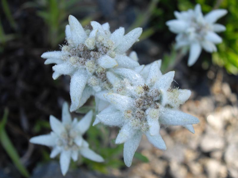 Leontopodium souliei en fleurs dans un éboulis calcaire des Alpes